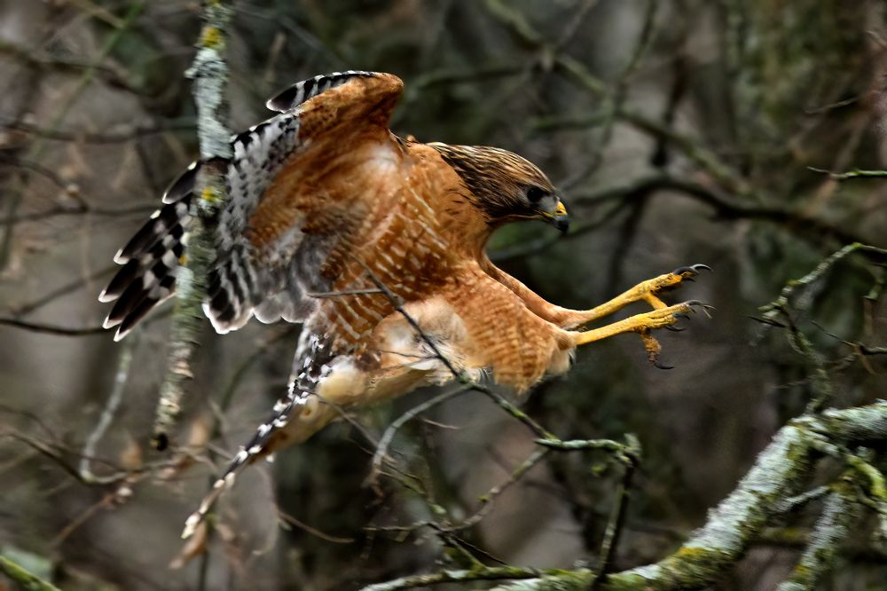 Photograph by Morring David