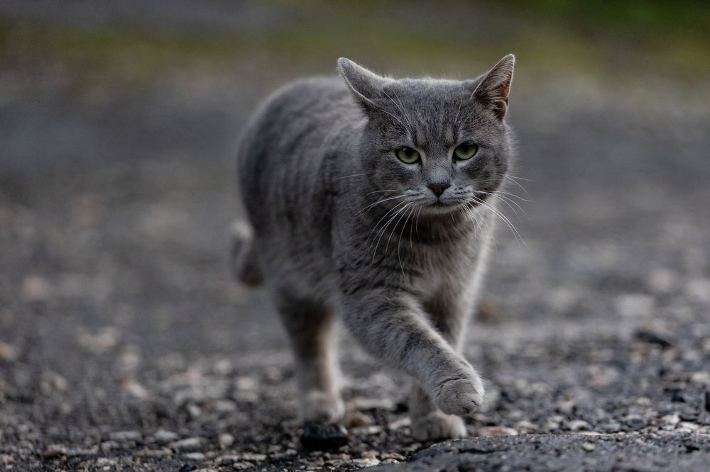 Фотография автора Fallen Angel