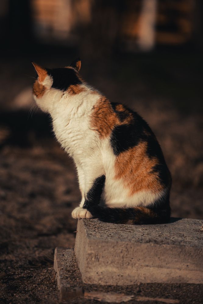 Фотография автора Fallen Angel