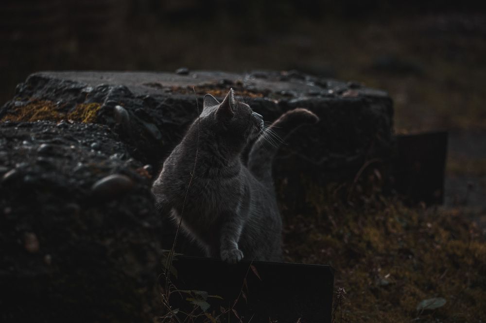 Фотография автора Fallen Angel