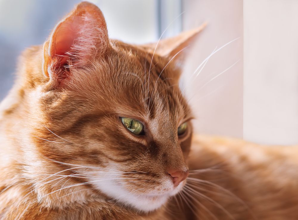 Photograph by Наталья Микулич