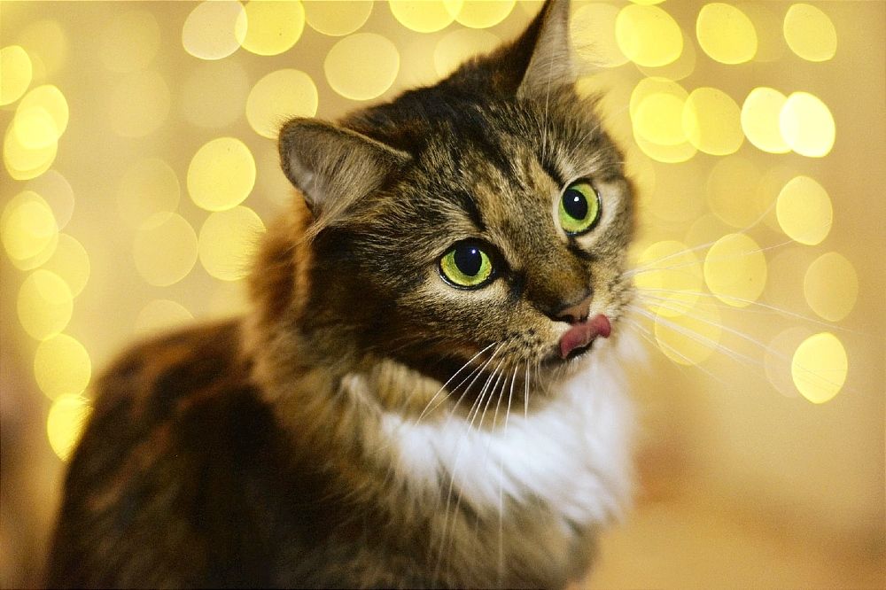 Фотография автора Елена Драко