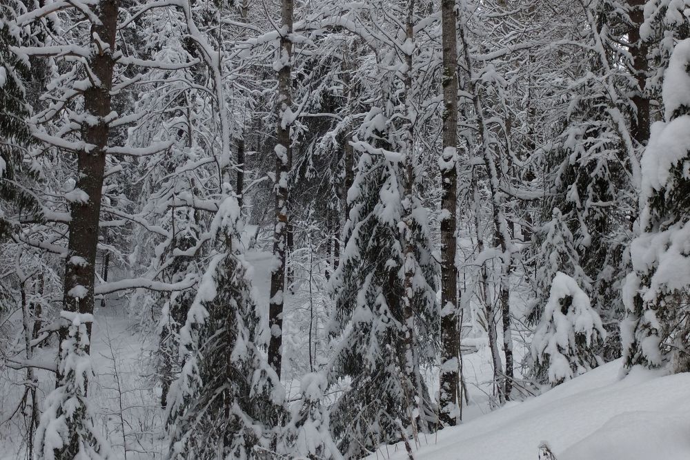 Photograph by Ираида Стародубцева