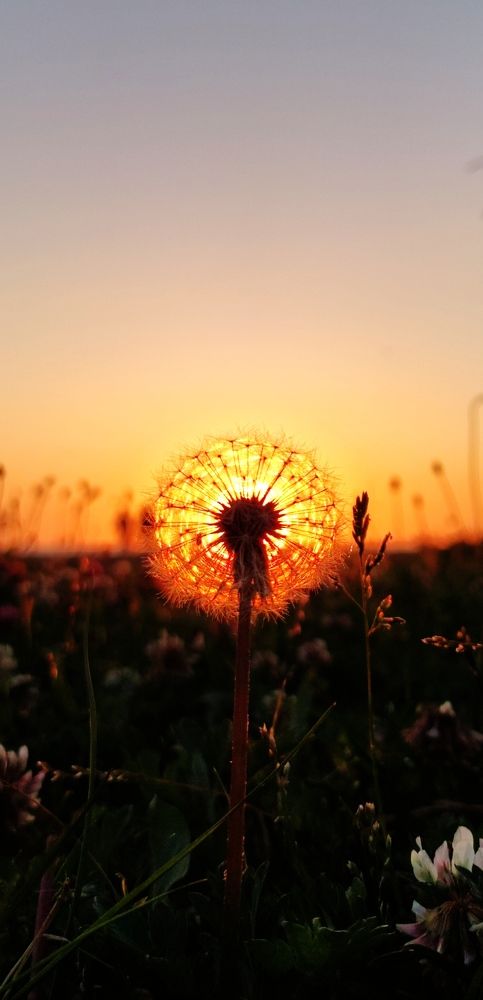 Фотография автора Giorgi chernik