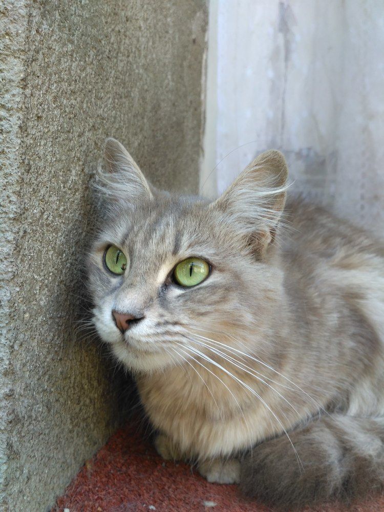 Фотография автора Giorgi chernik