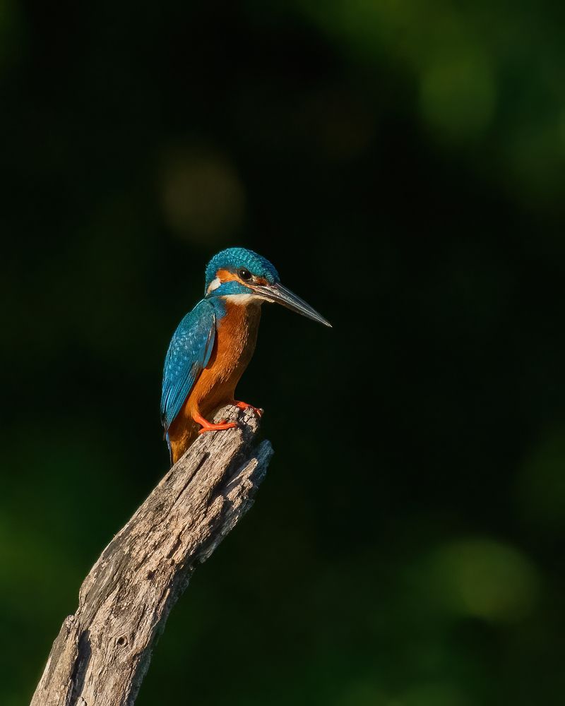 Acrobatic Kingfisher