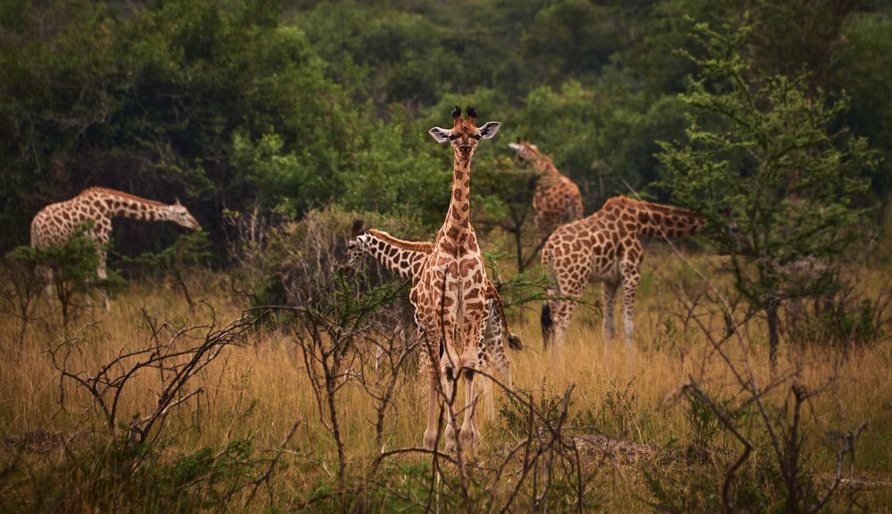 Photograph by Александр Гиль