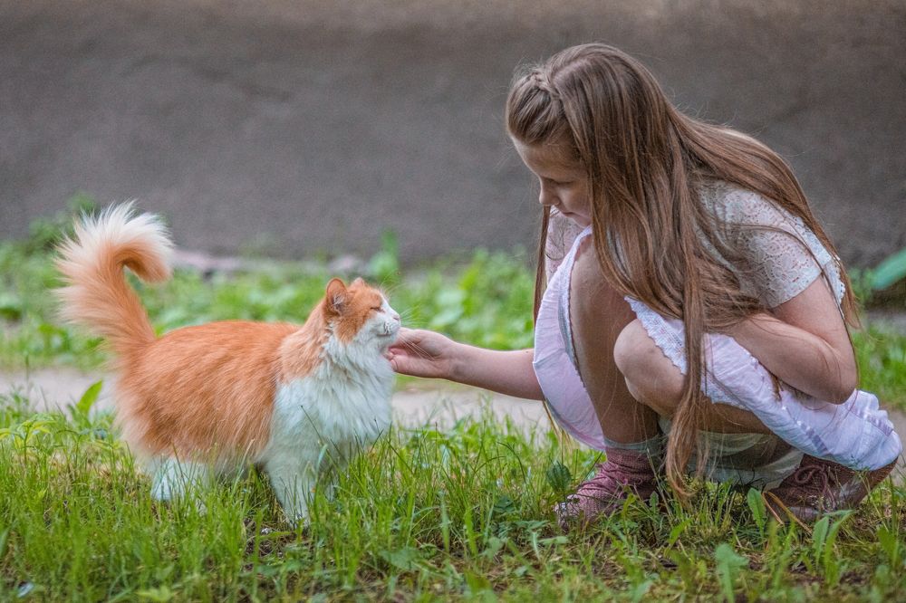 Разрешите вас погладить
