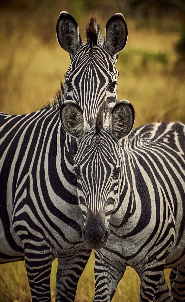 Ухастополосатики