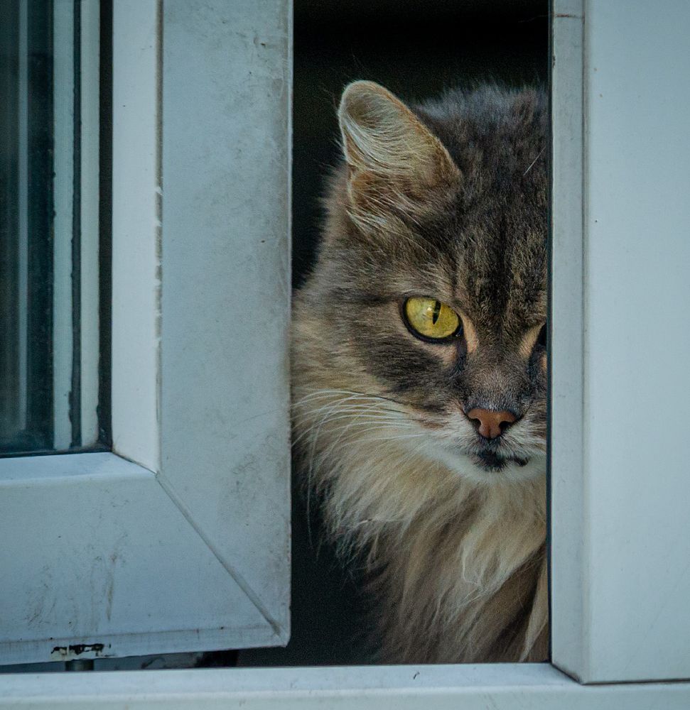 Фотография автора NIKOLAY KALININ