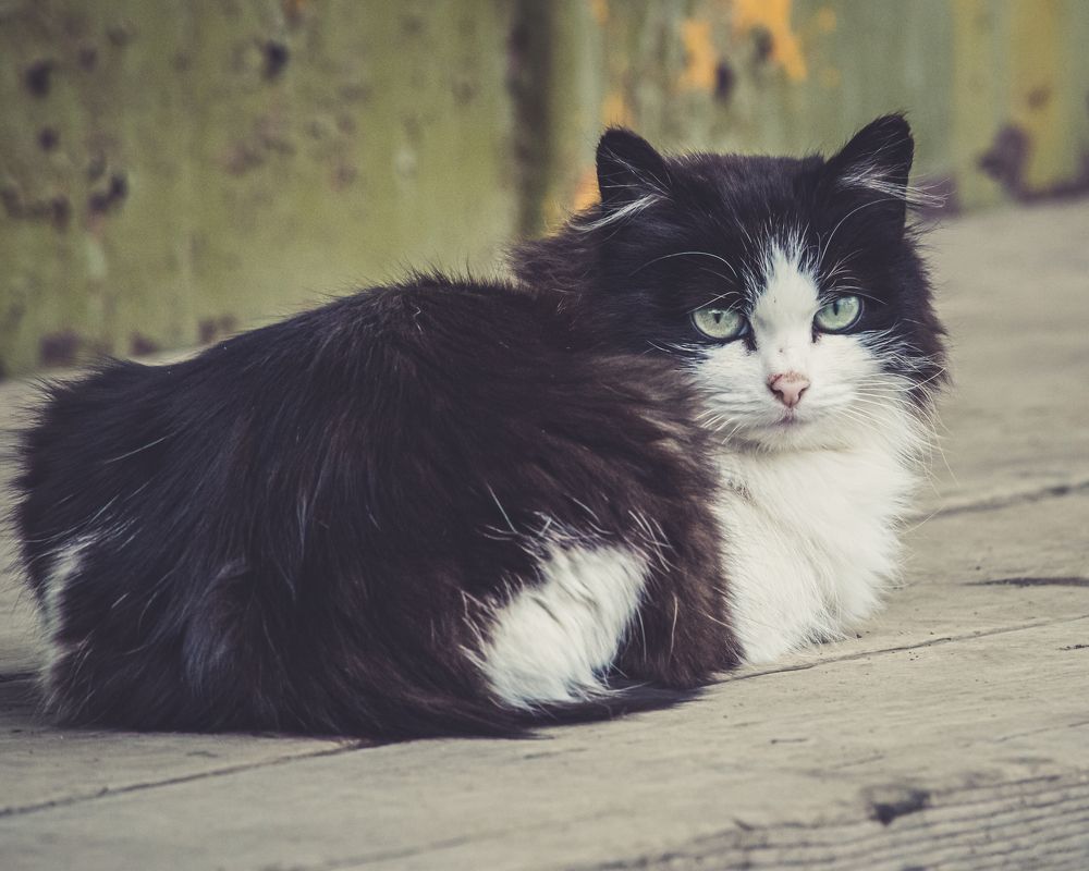 Фотография автора NIKOLAY KALININ