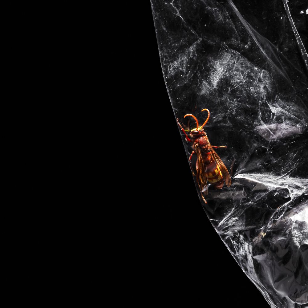 Photograph by Yasin Safikhani