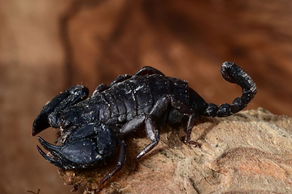 Photograph by Светлана Ивановна