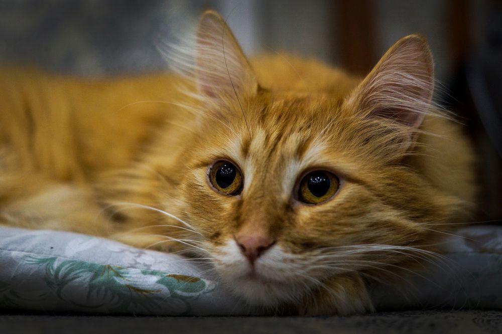 Photograph by Олег Чубайкин