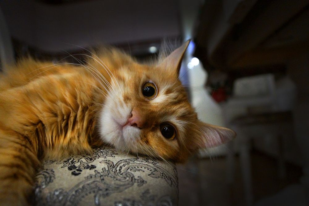 Photograph by Олег Чубайкин