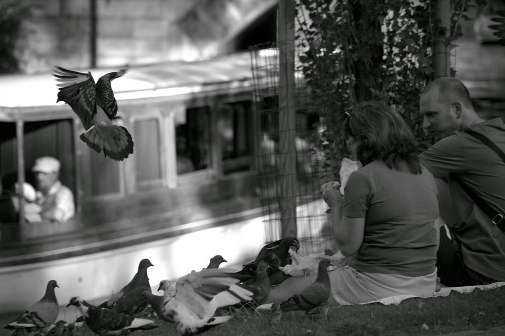 Голуби / Pigeons