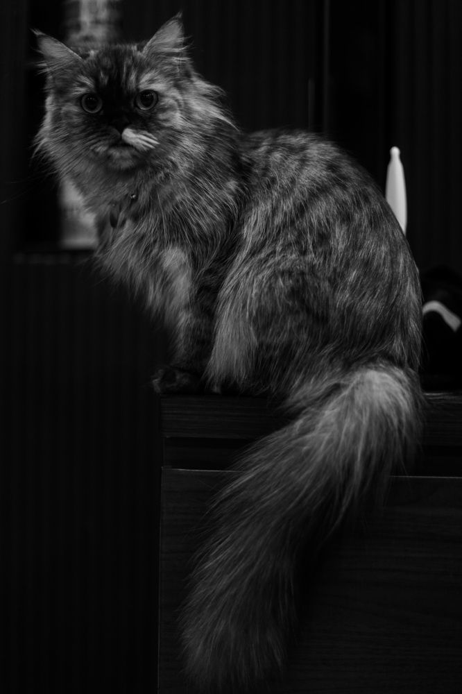 Photograph by Benny Momor