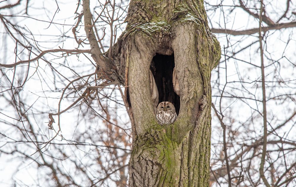 Photograph by Евгения Бочарова
