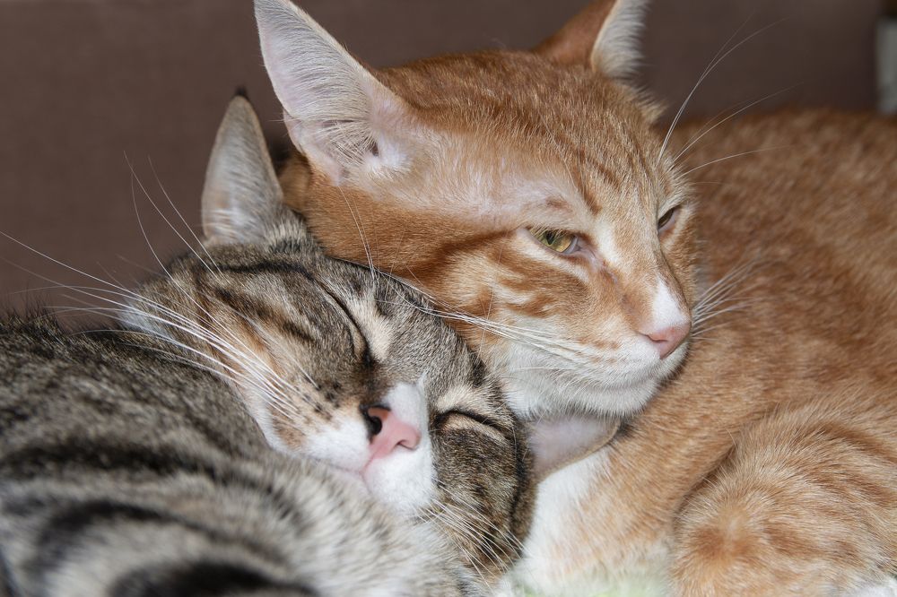 Рыжик и Малыш