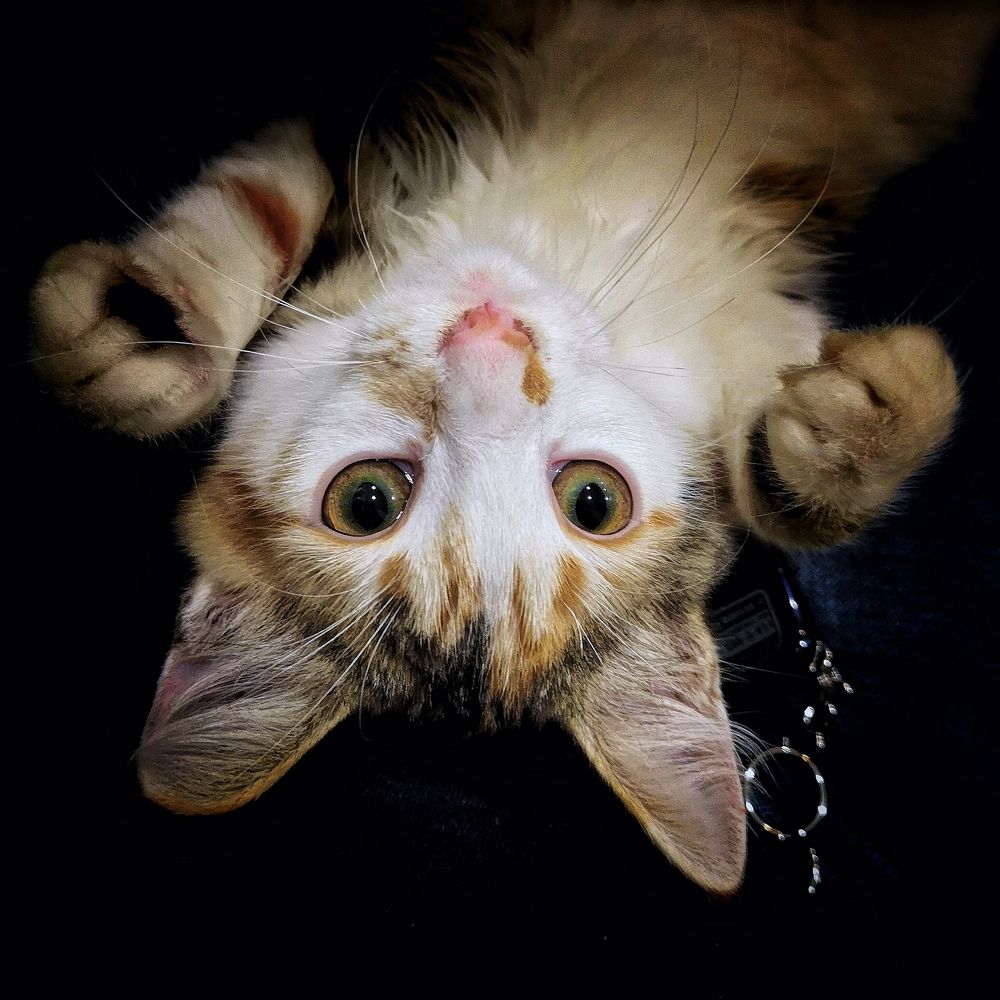 Демон в образе Ангела