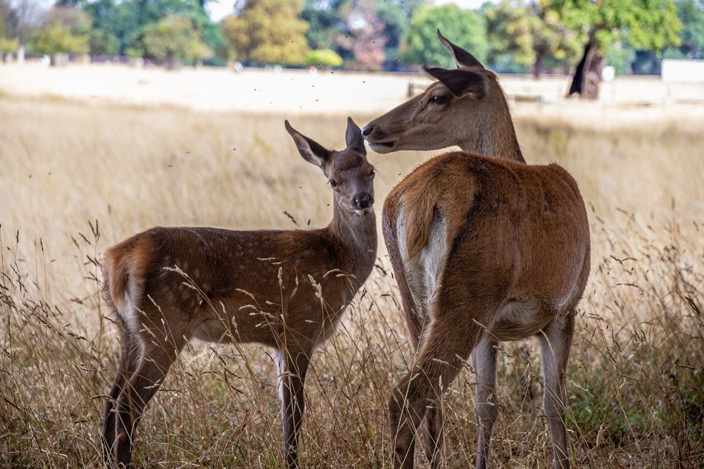 Mom and baby deer