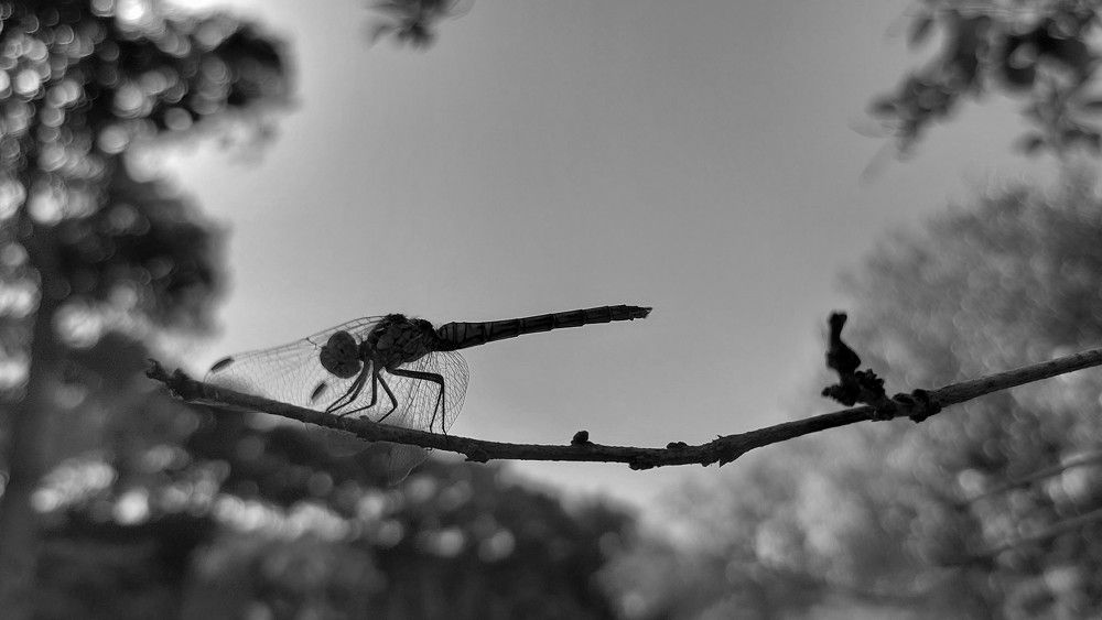 Photograph by Gulustan Aliyeva