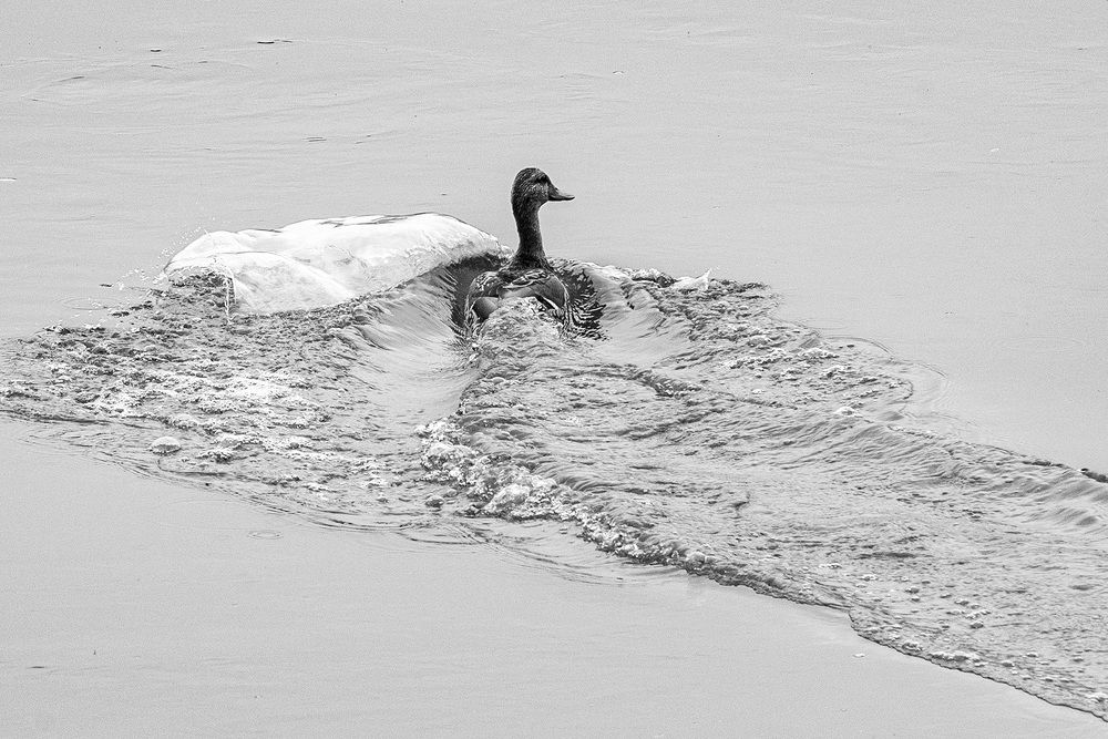 Photograph by Эдуард Шадров