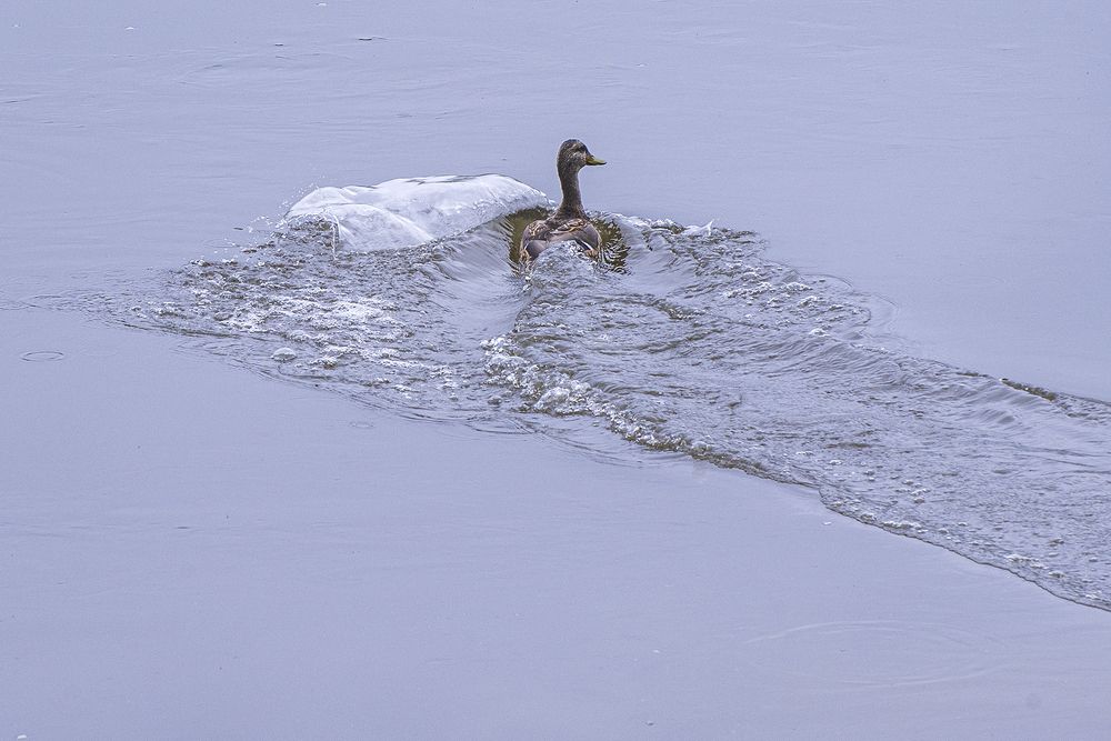 Photograph by Эдуард Шадров