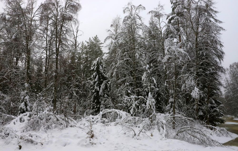 Photograph by елена