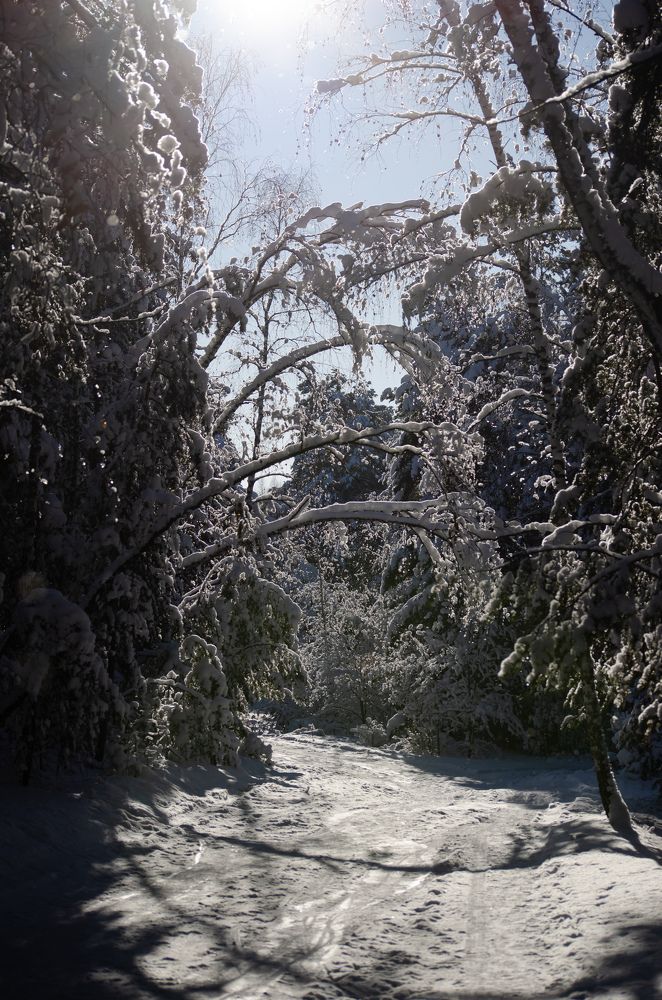 Мороз и солнце