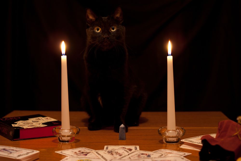 Кот.