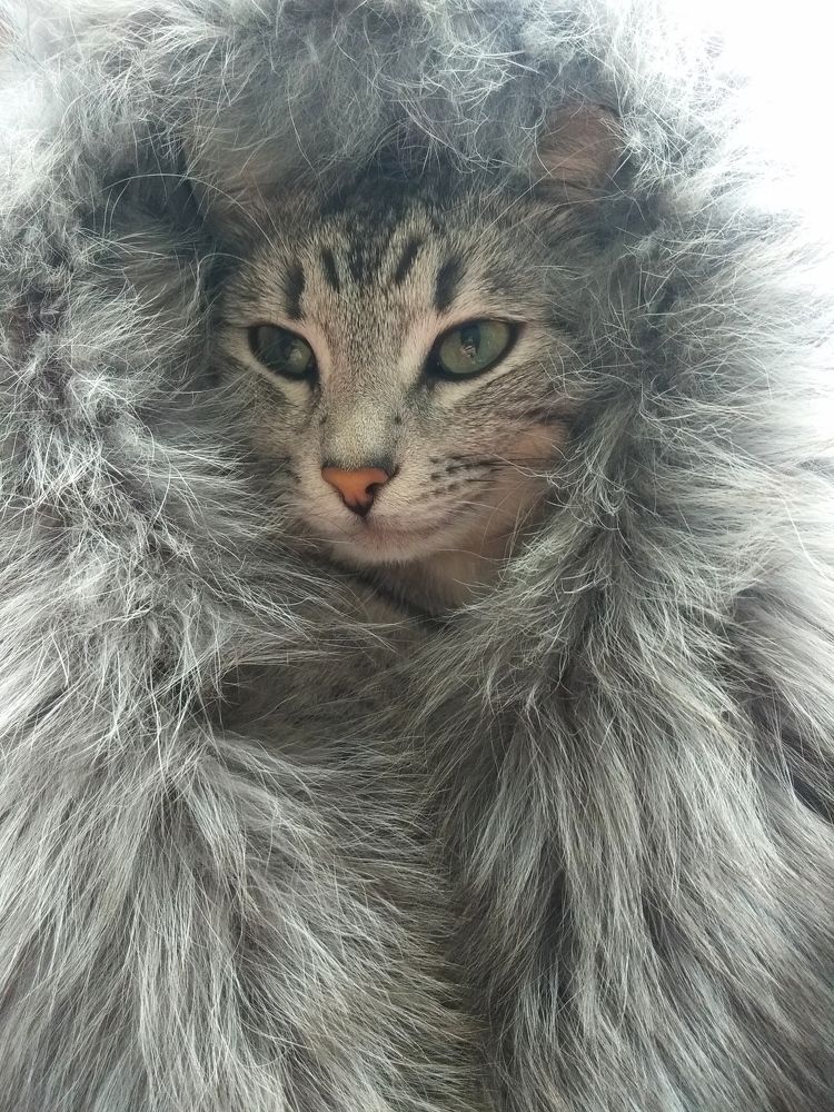 Кот.