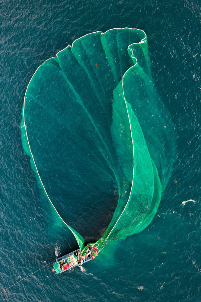 Fishing anchovies in Hon Yen