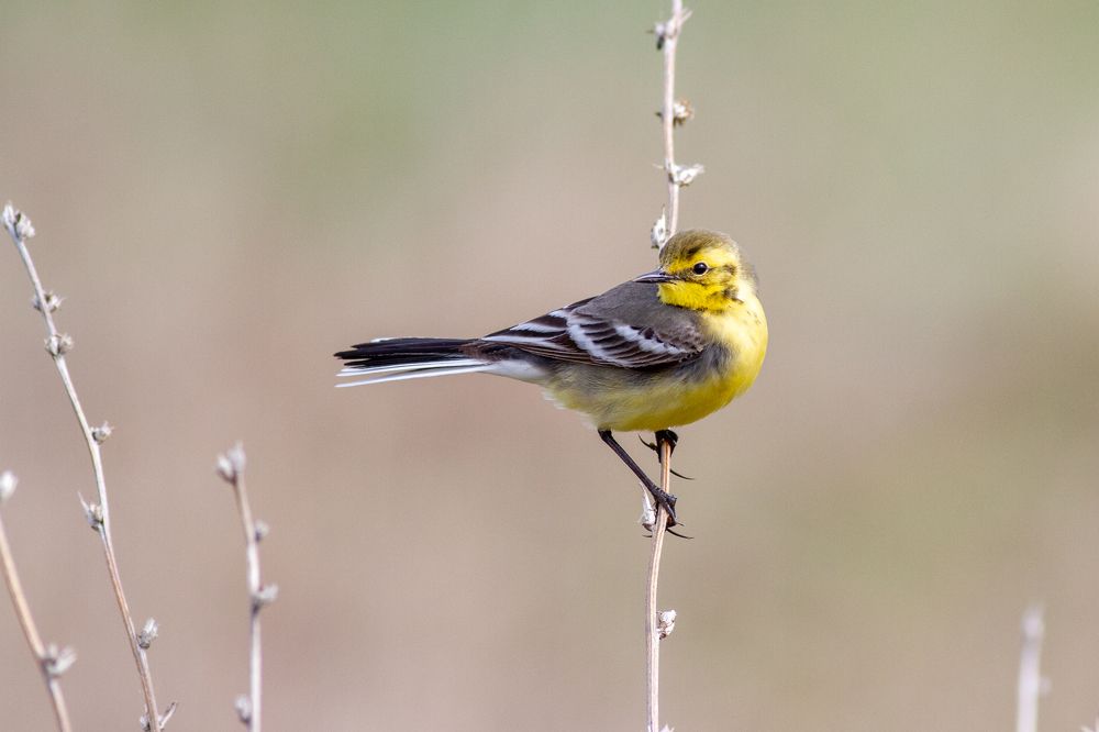 Фотография автора Евгений Гурьевских