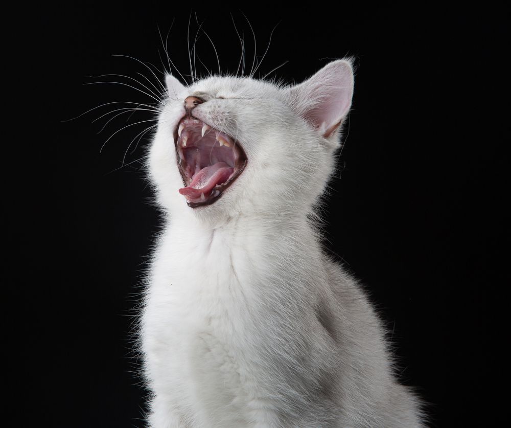 Фотография автора Katerina Mumzhinskaya