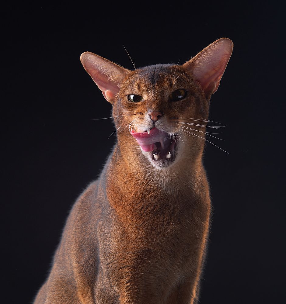 Фотография автора Katerina Mumzhinskaya