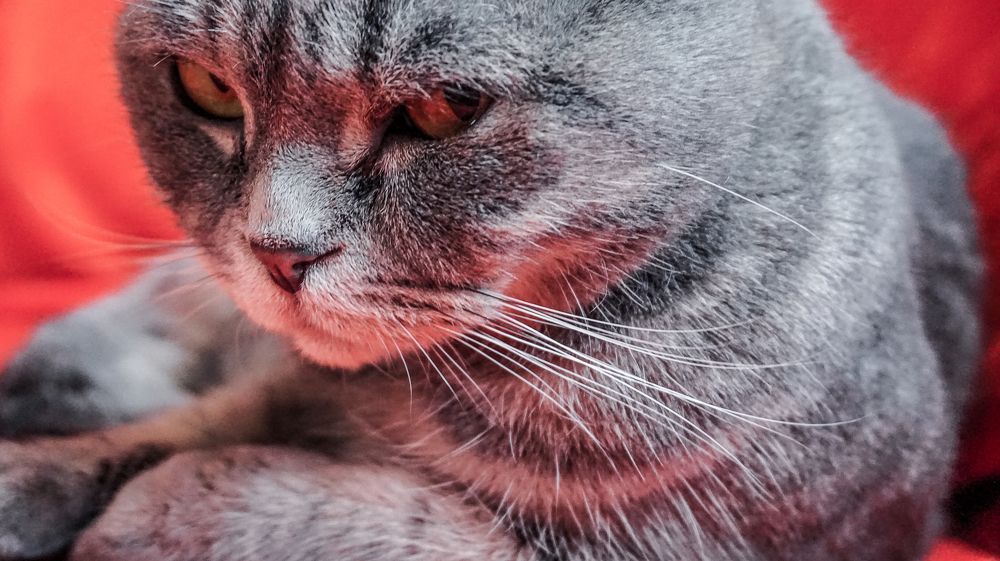 Photograph by Елена Тимошевская