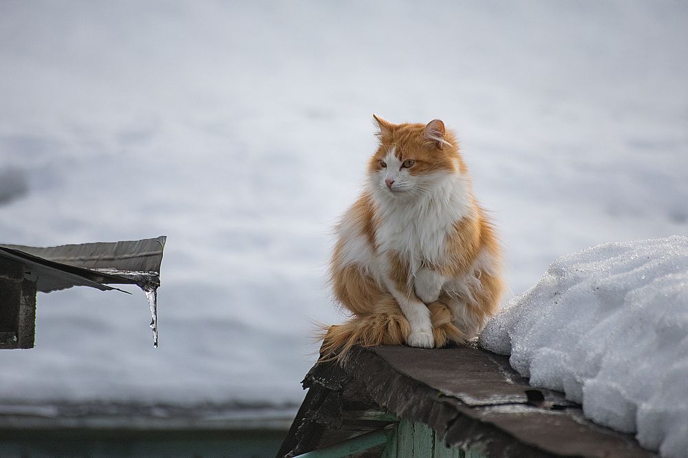 Photograph by Марина Назарова