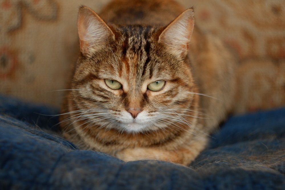 Фотография автора Екатерина Карасева