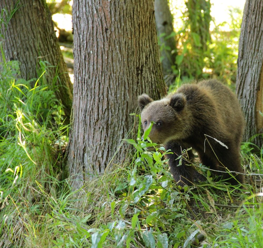 Чем же он пахнет...?)))