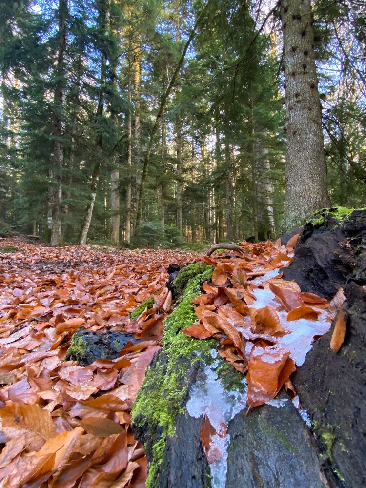 Photograph by Мария Чернецова