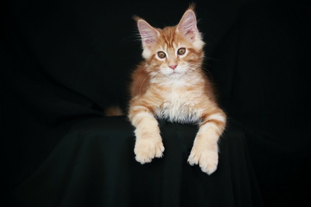 Photograph by Марина Савченко