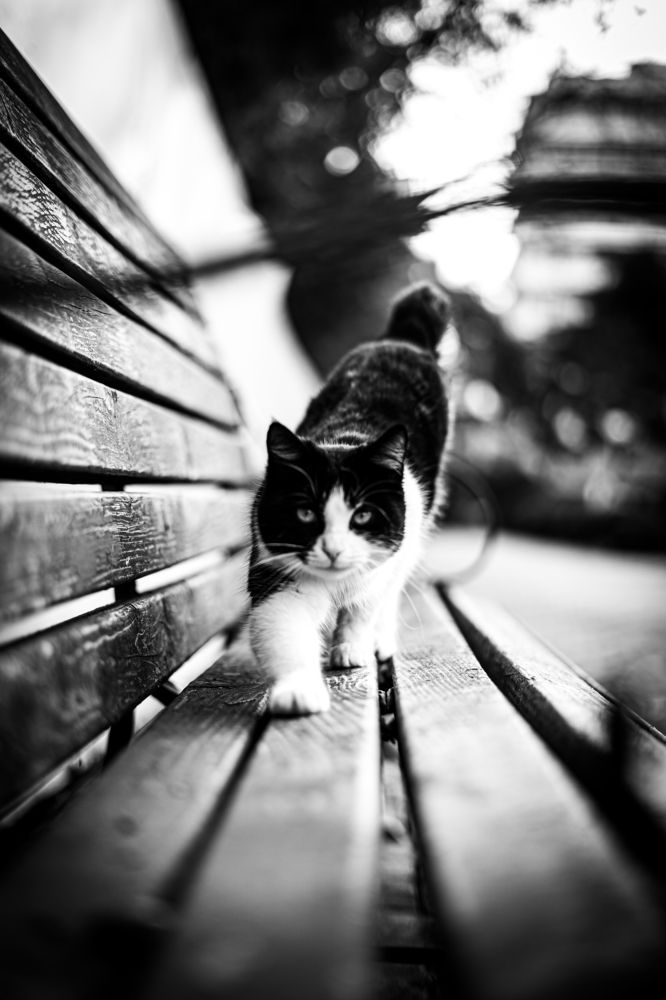 Фотография автора Наталья Кирпичёва