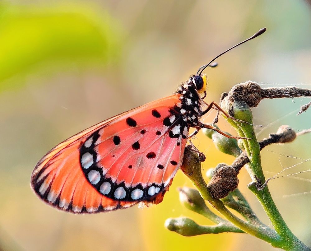 Фотография автора RAHUL SAHA