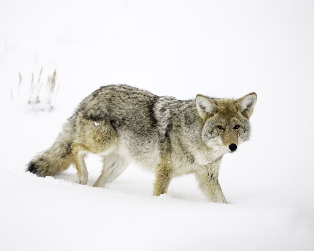 Photograph by Tom Ingram