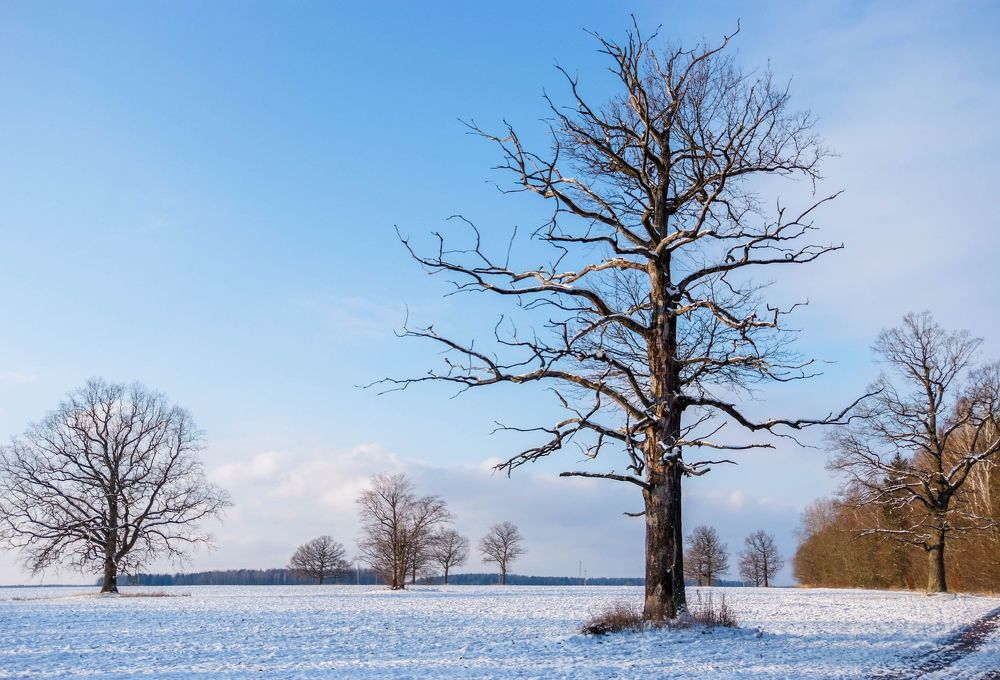 Фотография автора Александр Буренко