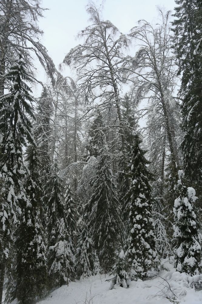 Photograph by Унку Юрий