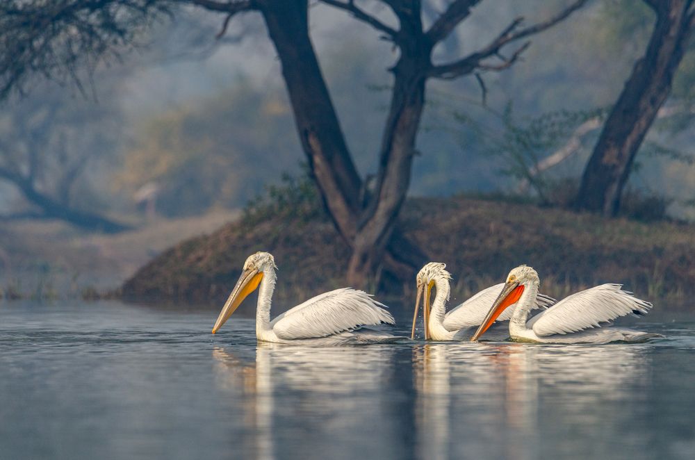 Photograph by PURNENDU BAGCHI
