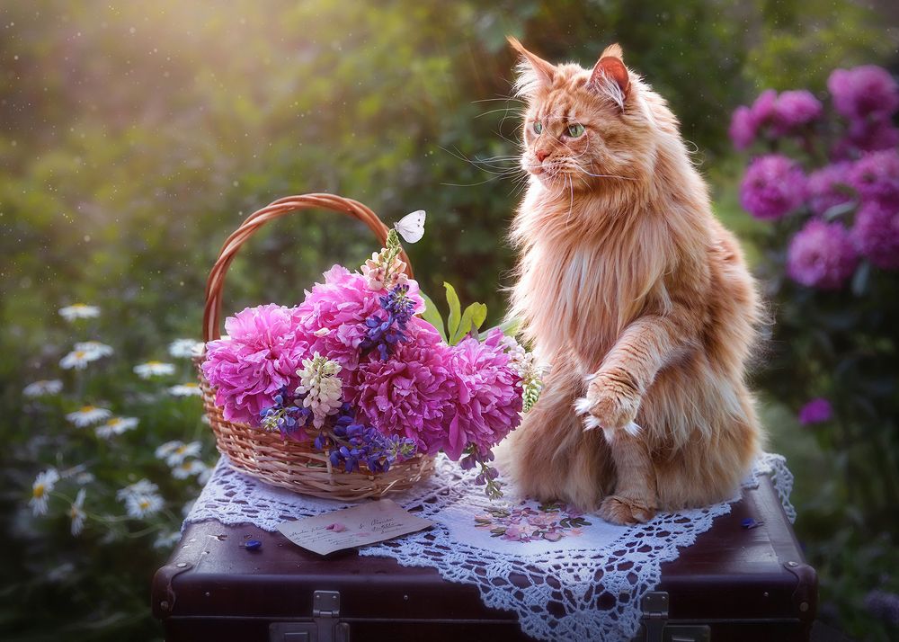 Бабушкин сад