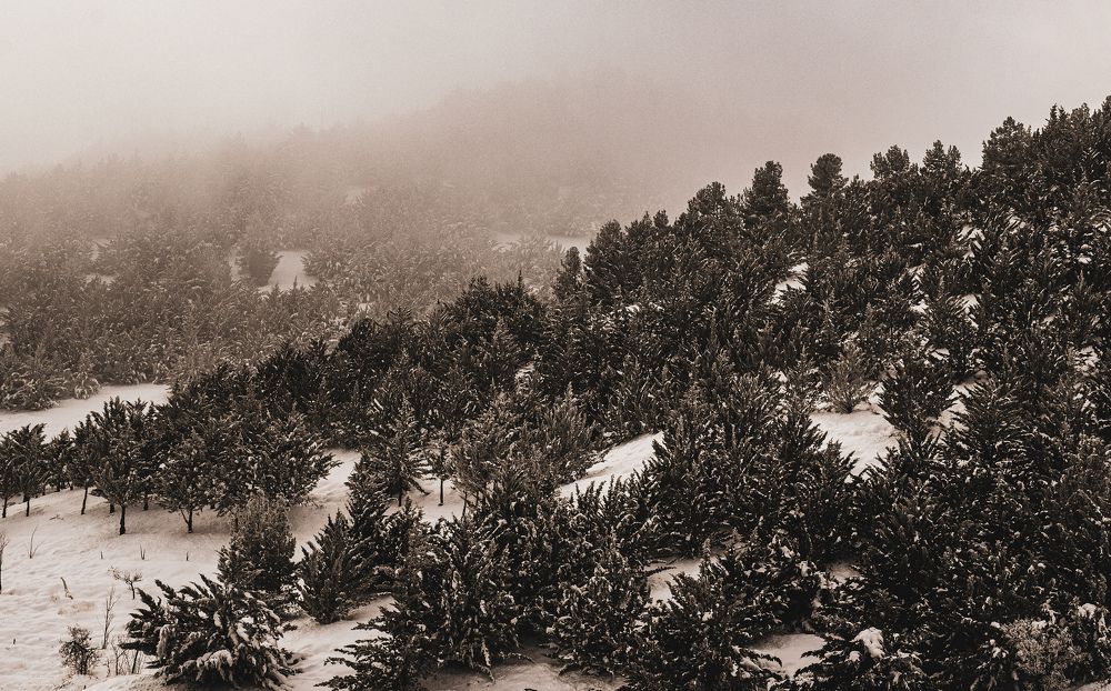 Photograph by Ehsan Fathi